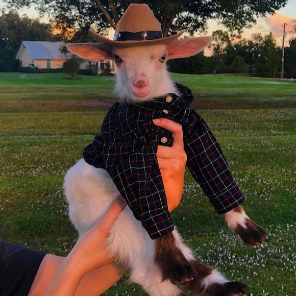 Meet your Posher, Sook - Picture 1 of 1